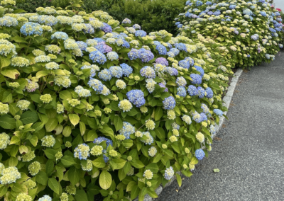 Hydrangeas in Newport