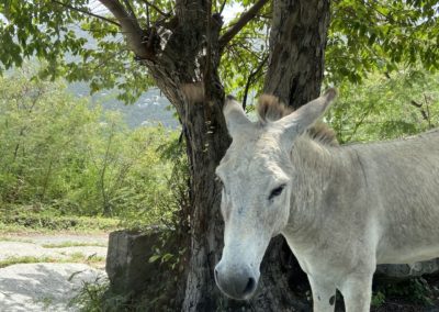 Donkeys along the road in St. John