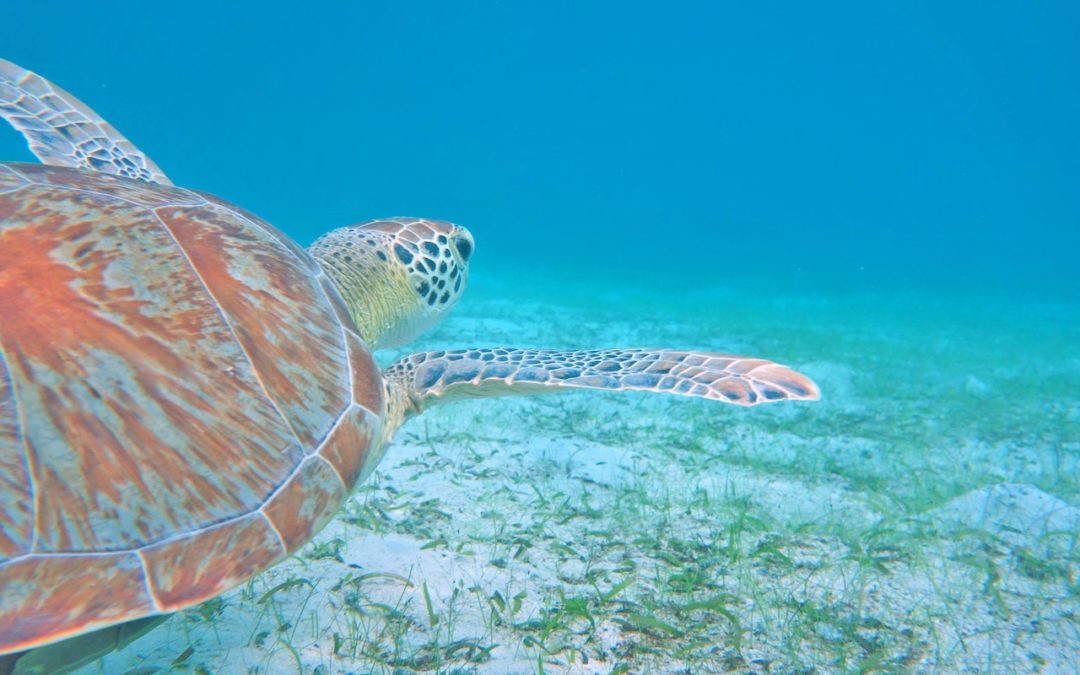 Maho Beach Sea Turtle St John