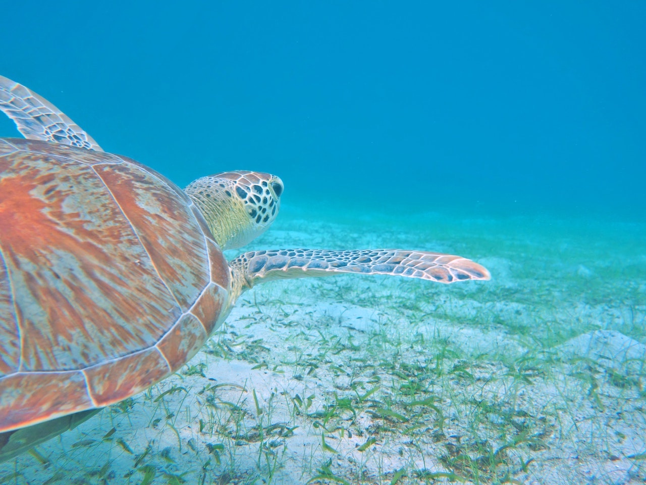 Maho Beach Sea Turtle St John